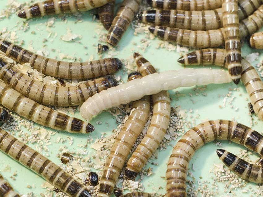 Maggots from Heaven