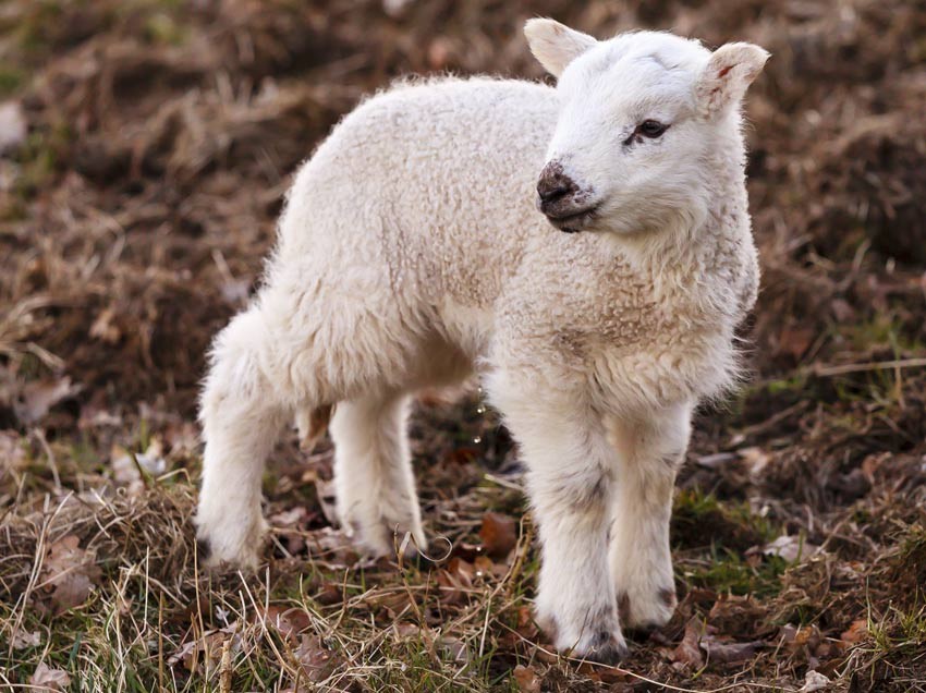 Violated Lambs