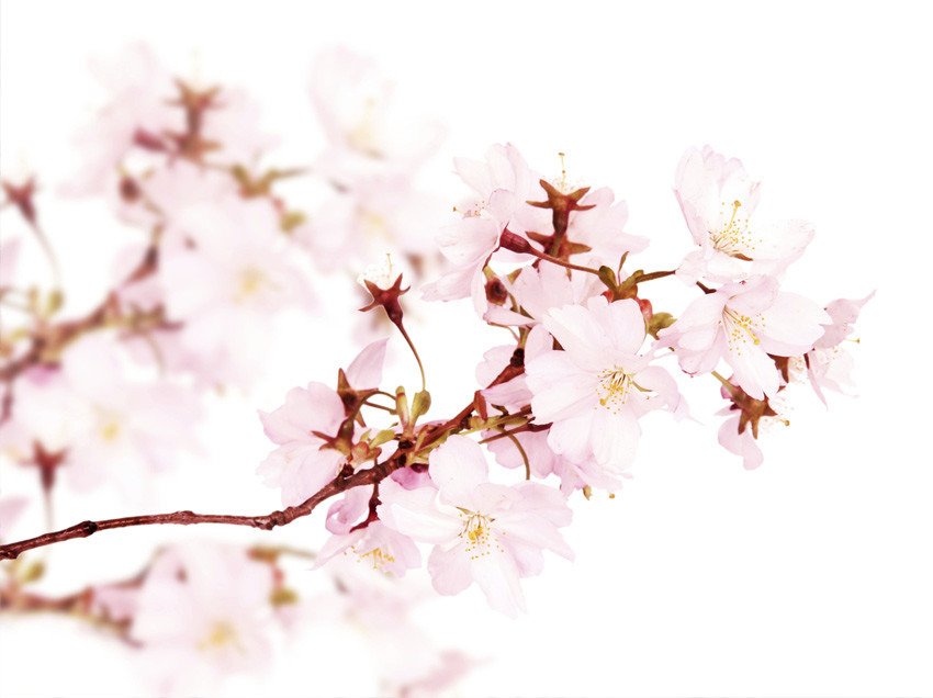 The Flowering Tree