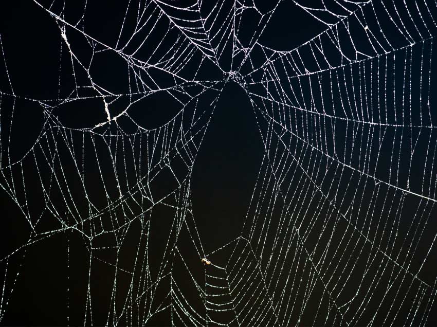 Along Came a Spider