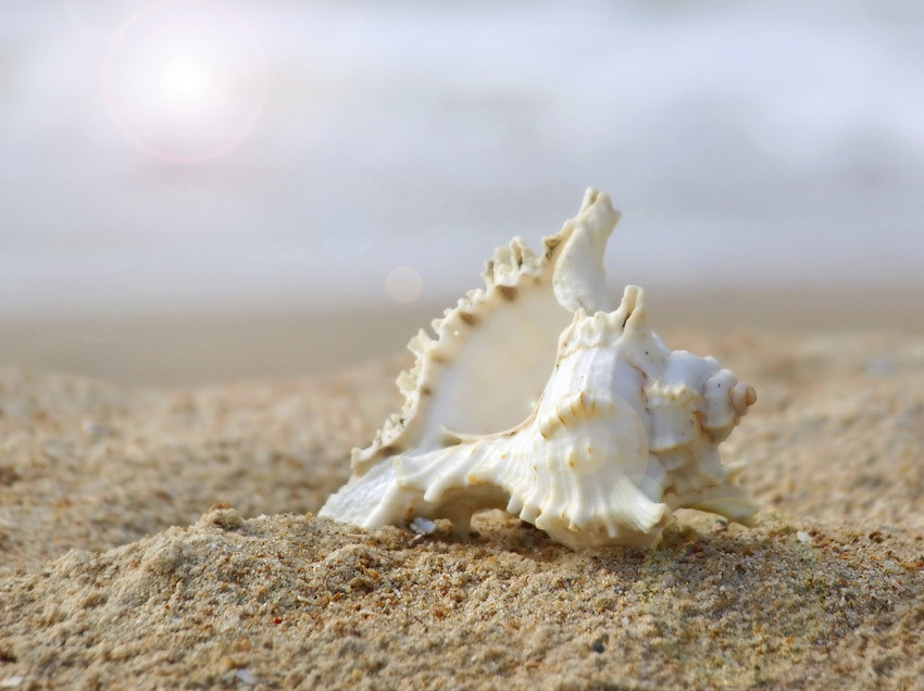 Hollow Shell