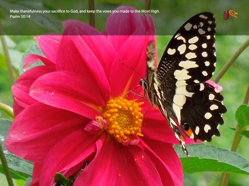 Sacrifice of Thankfulness
