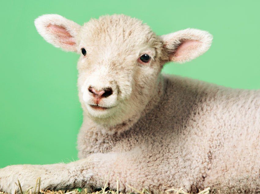 Musings of a Sheep