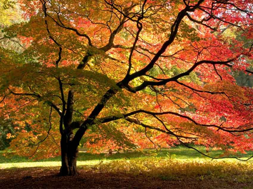Tree of Transitions