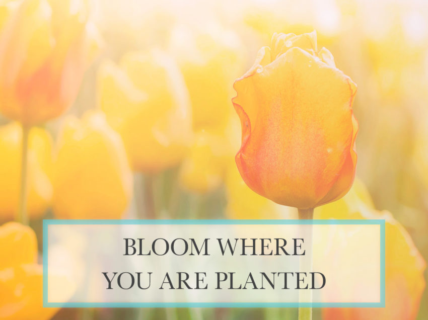 Bloom Where You Are Planted